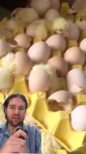 Hatching Chickens from Store-Bought Eggs Across the U.S.
