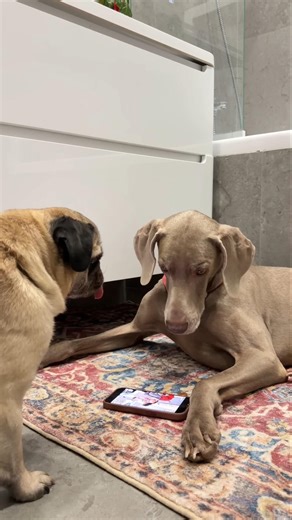 Who ate the master's food? #viralshorts #youtubeshorts