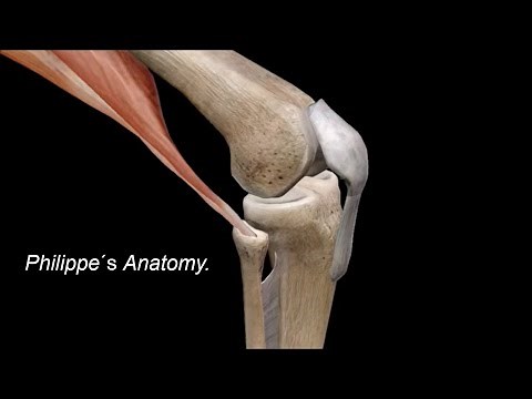 LA RODILLA - THE KNEE. (Articulación con Músculos origen e inserción).