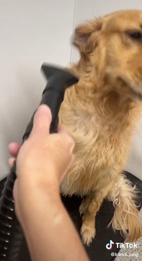 DIY Dog Washing Stations at Tractor Supply: Convenient and Helpful!