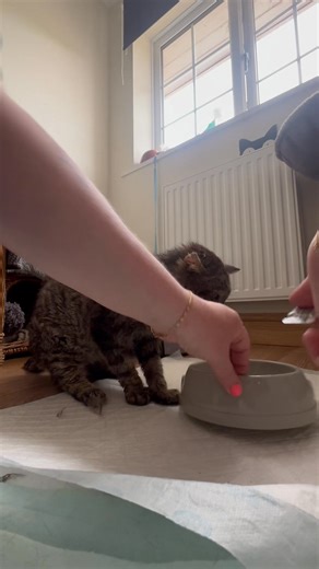 Sponge bath for the old man! As you can imagine, Albert is in need of a bit of a freshen up after all those years outside - not to mention the runny tummy! He tries hard to use his litter tray, but sometimes he just has to go - and with very wobbly back legs, it’s not always possible for him to avoid popping his tail in it 🙀. The realities of rescue 😻. Luckily, he is a very good boy for me while I give him a clean - focusing on those pesky gungy ears! Look at his little leg ❤️‍🩹 | Stray Cat R