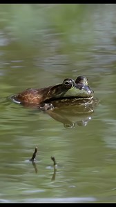 14K views · 113 reactions | Huge frog  (bull frog I believe) eats a...