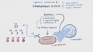What is type II hypersensitivity? Type II hypersensitivity is an immune response in which host cells are damaged due to antibodies binding to the cell surface. This video discusses five mechanisms of cellular damage, including via the complement pathway, opsonization and phagocytosis, and antibody-mediated cellular dysfunction. | Manual of Medicine