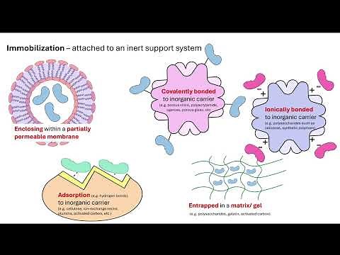 Immobilised enzymes OCR A A-Level Biology 6.2.1 Cloning and Biotechnology