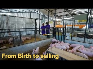 Innovative Pig Farming Methods Are SHAPING The Future