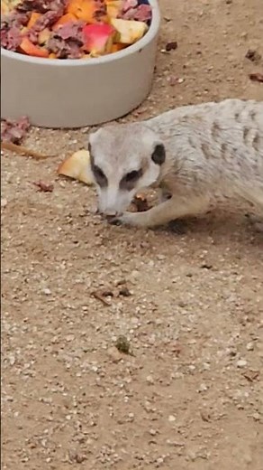 Meet the "Munching Mob": Meerkat Feeding Time at the Zoo