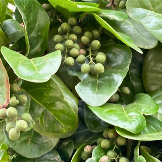 10 Pigeon Plum Seeds Tropical Fruit Tree Coccoloba Diversifolia Garden Plant Edible Fruit Coastal Landscape - Etsy