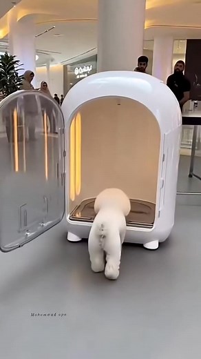 This Dubai AI DOG Grooming Pod Is NEXT LEVEL 🤯🐶💗💙 #fyp #AI #dubai #reels | Mohammad Apu