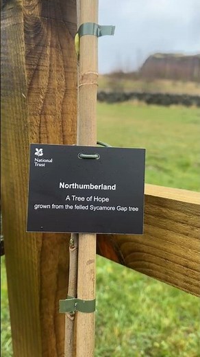 Sycamore Gap sapling planted at Walltown