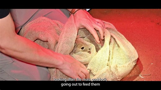 Australian marsupial brought back from brink of extinction | January 10, 2023 | Katherine Times