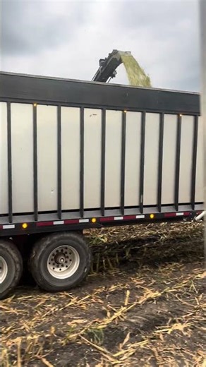 Chopping Our Corn Silage #cornfarming #dairyherd #farming