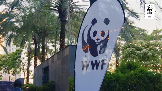 Impact in Action: Safe for People, Safe for Nature 🌿✨ In March 2024, WWF-Kenya, in partnership with Sankara Nairobi, launched the Safe for People, Safe for Nature initiative to mobilize private-sector action against biodiversity loss, pollution, and climate change. Thanks to the 💰💰Ksh 2.8 million raised during our inaugural corporate dinner, we’ve: 🌳 🌱Restored 3 hectares of Ngong Hills Forest with 4,000 indigenous trees 🚧 Invested Ksh 2.1 million in fencing and forest protection 🐘 🛵Alloc