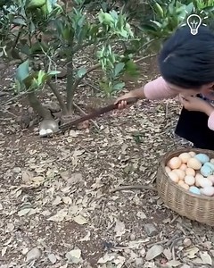 See how farmers gather eggs daily | Pretty Hairstyles