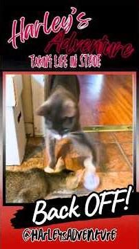 Christmas gets feisty... ‪@HarleysAdventure‬ #cat #christmas #funnycat