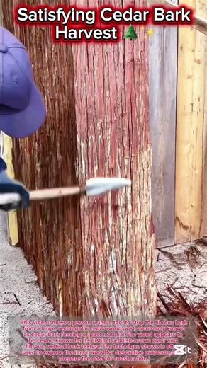 Satisfying Cedar Bark Harvest 🌲✨ #shorts