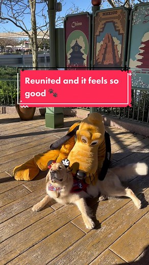Service Dog Reunited with Pluto at Walt Disney World | Heartwarming Moment