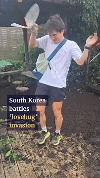 South Korea battles ‘lovebug’ invasion