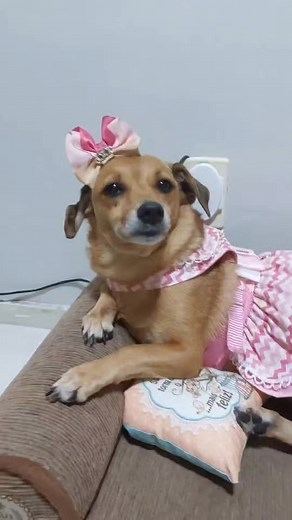 6.3K views · 1.3K reactions | Vida de modelo não é fácil...   殺 #ninadog #reels #pet | Emily & Nina | Facebook