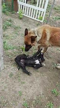 Batu gave the puppy a thorough cleaning, and the 2-month-old puppy stubbornly resisted #kingcharles