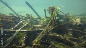 View of the bottom of the lake, underwater scenery with plants, old branches, air bubbles and algae particles. Amazing climate with the rays of the sun shining through and the surface of the water wav