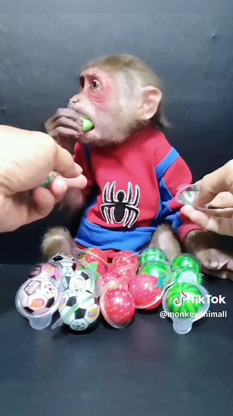 Cute Monkey Review Delicious Watermelon Candy#monkey #animals #mukbang #asmr #yumyum #fyp
