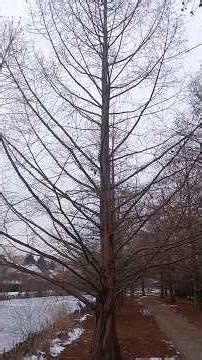 Mocsárciprus és kínai mamutfenyő télen. #természet #fa #tree #winter #növények