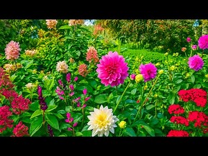 beautiful garden flowers video