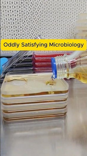 How to Pour Agar in Square Petri Plates | Microbiology Lab Technique