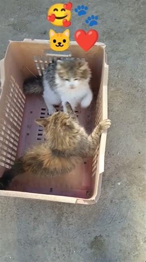 BÉBÉ CHAT6❤️🐱🐾🥰