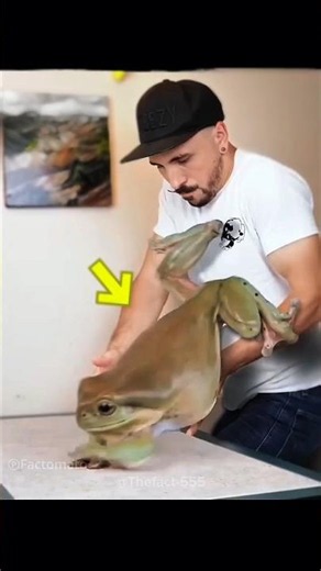 The Frog Celebrity 😍#pets