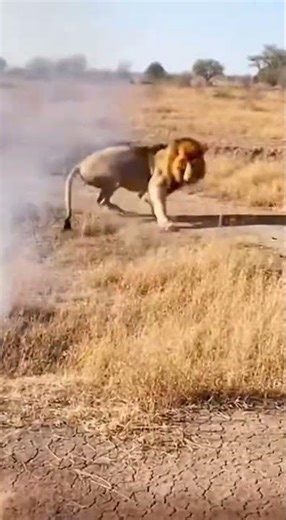 Lion's Funny Firecracker Panic in the Wild! #Wildlife