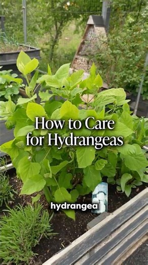 How to Care for Hydrangeas Before They Flower
