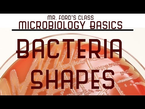 Bacteria Shapes: Microbiology Lectures
