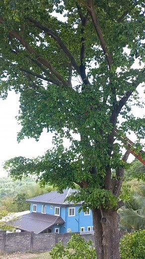 FOR ALL YOUR TREE CUTTINGS ,TRIMMINGS & REMOVALS ! CONTACT US TODAY @ (868) 367-5537 ! We Also Do : Lawn Cutting & Mowing Yard & Site Clean Ups Spraying & Fertilizing Pressure Washing Pool Cleanings & Maintenance Roof & Guttering Cleanings & Painting Pavers Installaions & Sealing Painting & Paint Stripping Masonry, Carpentery, Steel Work & Plastering Demolition Service Tiling & Tile Removal Services Chain Link Fence Installations Window & Door Installations Drive Way, Walk Way, Apron, Planter Bo