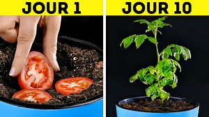 234K views · 408 reactions | Incroyables astuces pour faire pousser des plantes pour les débutants: | BRICO ADOS | Facebook