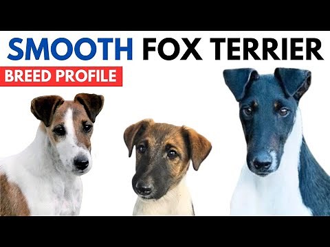 Smooth Fox Terrier Breed Profile History - Price - Traits - Smooth Fox Terrier Grooming Needs