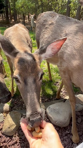 They hear the peanuts 🥜🦌🦌🦌 | snowfrickenwhite