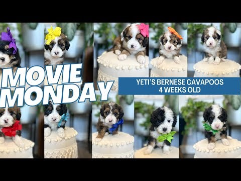 Yeti's Bernese Cavapoos 4 weeks