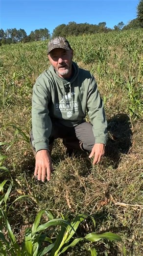 Mid-October Food Plot Update Brad Farris has received a lot of great questions about his Joint Vetch field, so here’s a quick update: Third week of October, temps dropped into the 40s, and this joint vetch field looks great. The deer have worked it over pretty well! After planting the Green Cover Summer Release mix, he bush hogged once, and just like last year, the milo came roaring back. No spraying, no disking, just clipping, letting the vetch regrow, and now we’re drilling wheat and oats stra