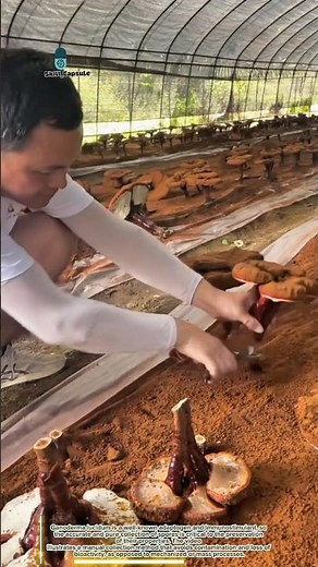 Manual collection of spores Ganoderma: growing medicinal mushroom