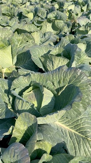 Winter Cabbage | Pinay farmer in Hokkaido Japan