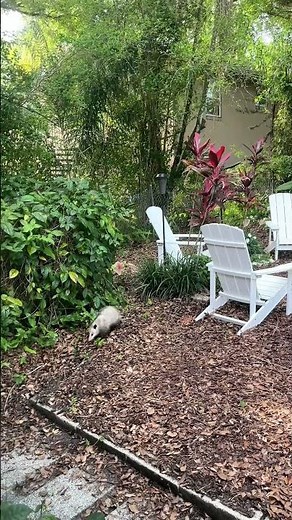 Adorable Opossums Caught Running Through My Florida Backyard
