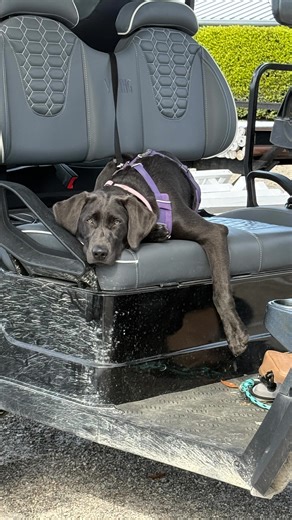 What if your dog could go to school for the day-and come home happier, calmer, and better behaved? That’s exactly what our Daily Balance program is all about! I invented DAILY BALANCE in StL in 2014 then I spent 10 years winning 🏆 the highest level K9 competitions in the world 🌎 I have been featured in FORBES , Who’s Who in America 🇺🇸 A&E tvs Americas top dog season 1&2 and to many other books magazines Tv 📺 and radio 📻 shows to list hear ‼️ Think of it as day school for dogs-where your pu