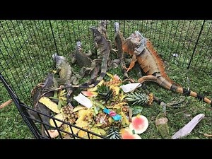 Iguana hunting Challenge! How many can we Catch?