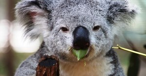 10 Pieces Of Evidence Lauded By Creation Scientists