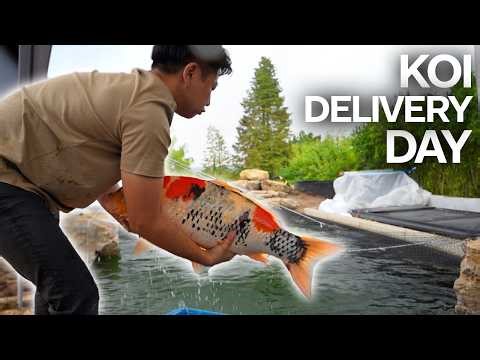 Koi DELIVERY To Brand New Backyard Pond 28 FISH!
