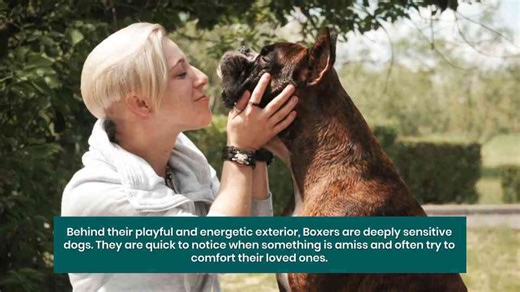 10 Dog Breeds Known for Their Sensitivity