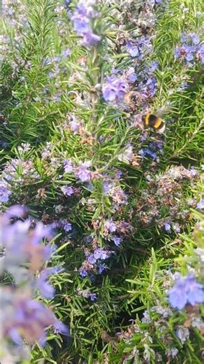 Spring vibes #macro #naturelovers #bumblebee #shorts #rosemary #spring