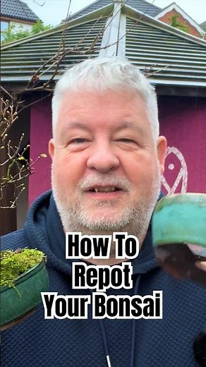 How To Repot Your Bonsai (Without Killing It)