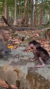 Sweetie mom Jinx smacking Lip and let baby Jagger walk | Aim Koeurn